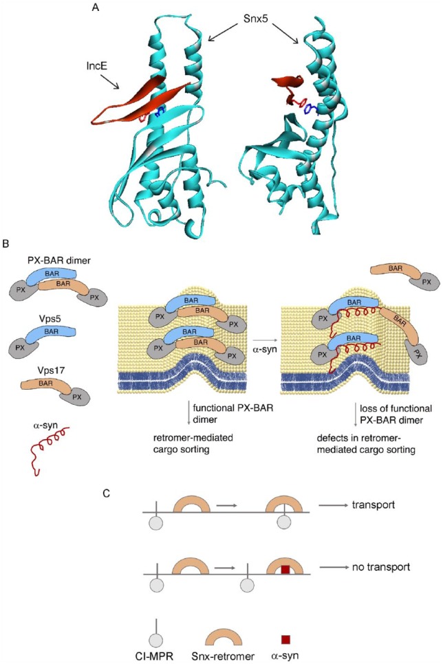 Sorting Out the Role of α-Synuclein in Retromer-Mediated Endosomal Protein Sorting.