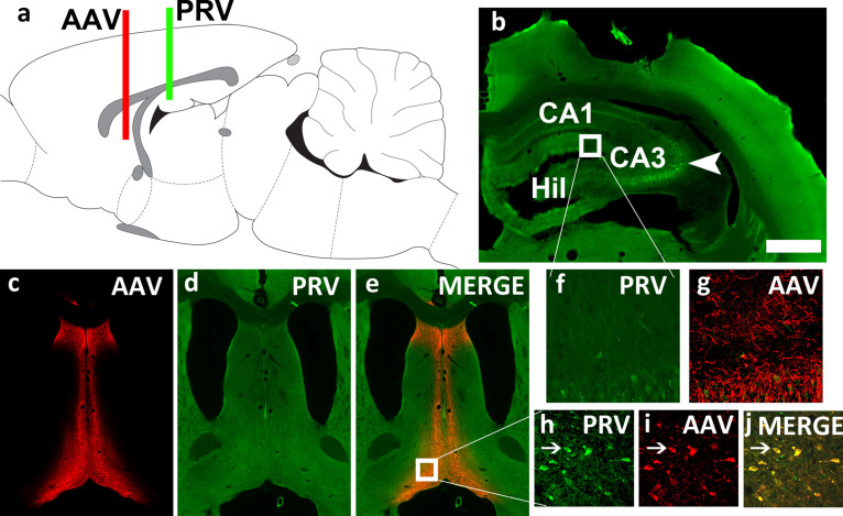 The role of hippocampal adult neurogenesis in methamphetamine addiction.