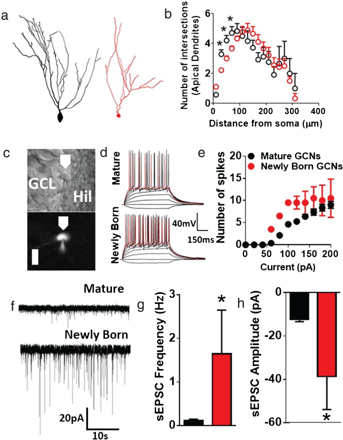 The role of hippocampal adult neurogenesis in methamphetamine addiction.