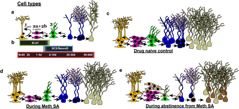 The role of hippocampal adult neurogenesis in methamphetamine addiction.