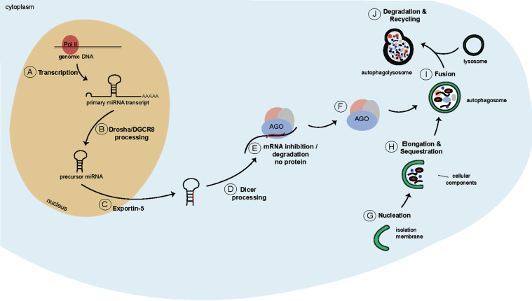 Crosstalk between MicroRNAs and Autophagy in Adult Neurogenesis: Implications for Neurodegenerative Disorders.