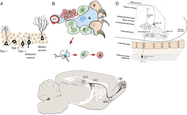 Crosstalk between MicroRNAs and Autophagy in Adult Neurogenesis: Implications for Neurodegenerative Disorders.