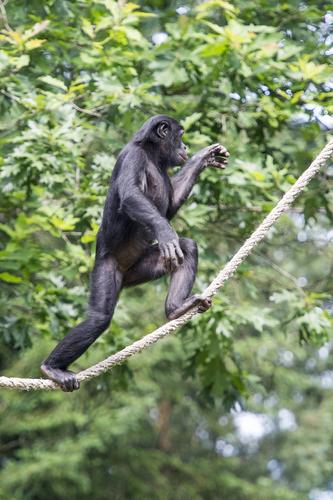 Editorial: Conservation of Great Apes