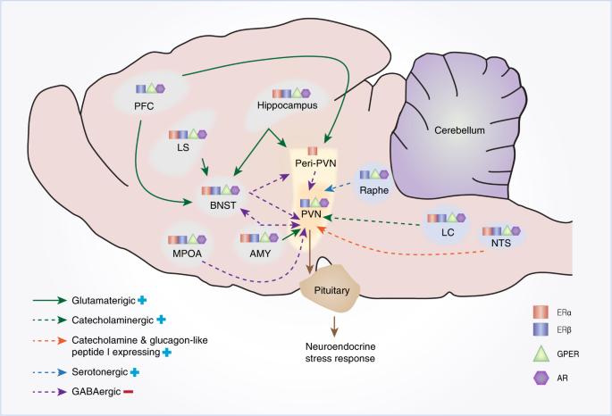 Sex differences in the hypothalamic–pituitary–adrenal axis’ response to stress: an important role for gonadal hormones