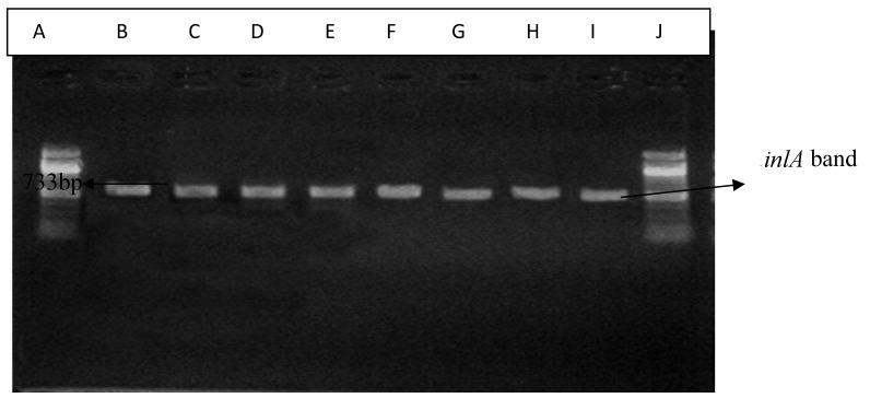 Prevalence of Antibiotics Resistant <i>Listeria monocytogenes</i> Strains in Nigerian  Ready-to-eat Foods.