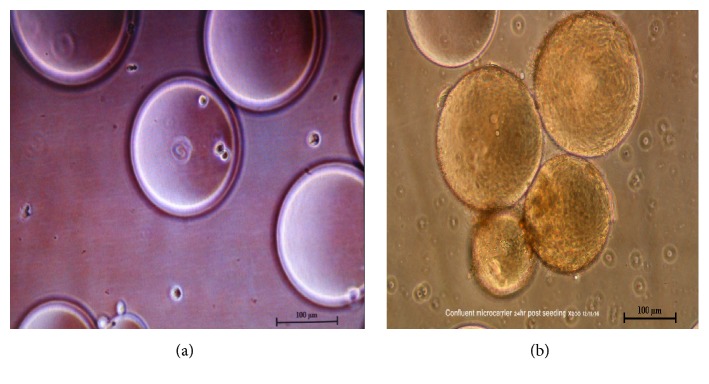 Propagation and Molecular Characterization of Bioreactor Adapted Very Virulent Infectious Bursal Disease Virus Isolates of Malaysia.