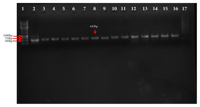 Propagation and Molecular Characterization of Bioreactor Adapted Very Virulent Infectious Bursal Disease Virus Isolates of Malaysia.