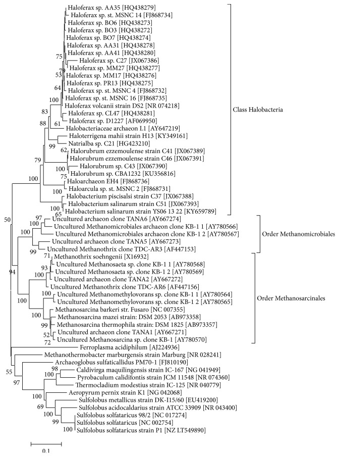 Diversity and Niche of Archaea in Bioremediation.