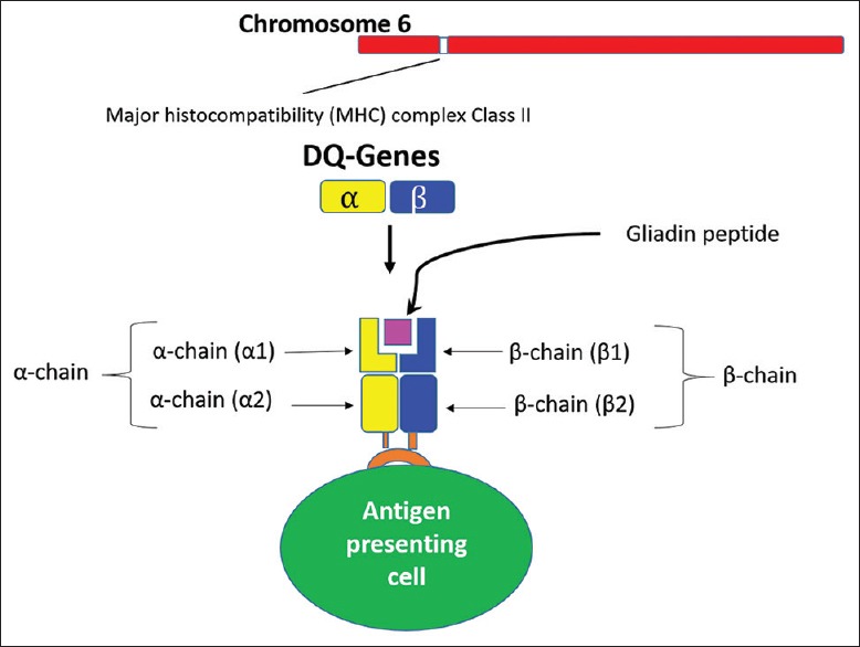 Genetic susceptibility for celiac disease is highly prevalent in the Saudi population.