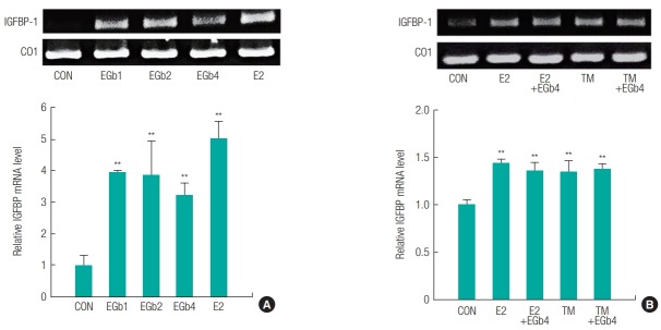 Ginkgo biloba extract (EGb761) did not express estrogenic activity in an immature rat uterotrophic assay.