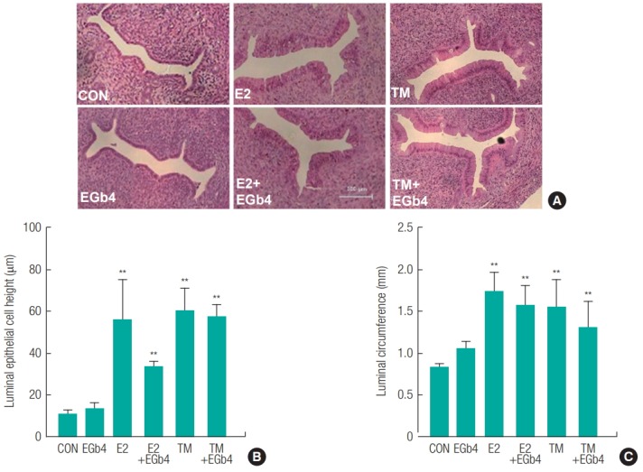 Ginkgo biloba extract (EGb761) did not express estrogenic activity in an immature rat uterotrophic assay.