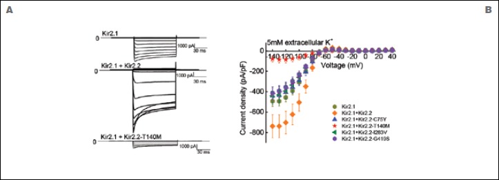 Kir2.2 p.Thr140Met: a genetic susceptibility to sporadic periodic paralysis.