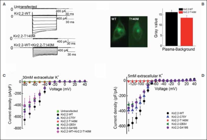 Kir2.2 p.Thr140Met: a genetic susceptibility to sporadic periodic paralysis.