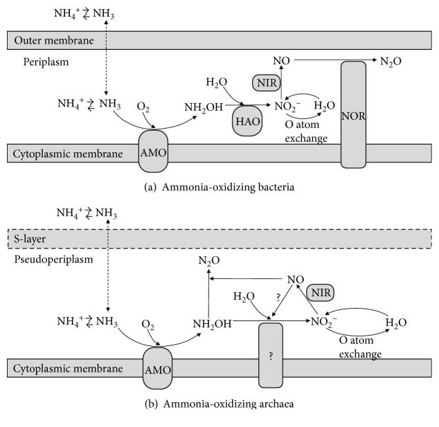 Ammonia-Oxidizing Archaea (AOA) Play with Ammonia-Oxidizing Bacteria (AOB) in Nitrogen Removal from Wastewater.