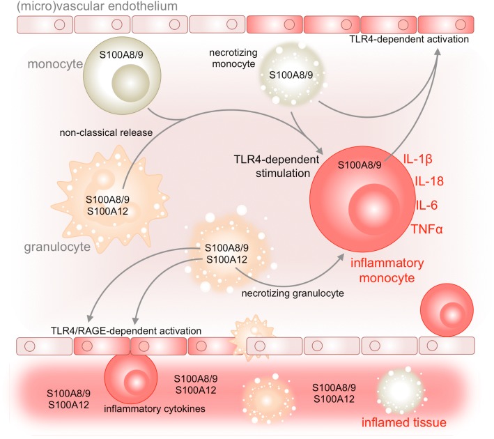 The role of S100 proteins in the pathogenesis and monitoring of autoinflammatory diseases.