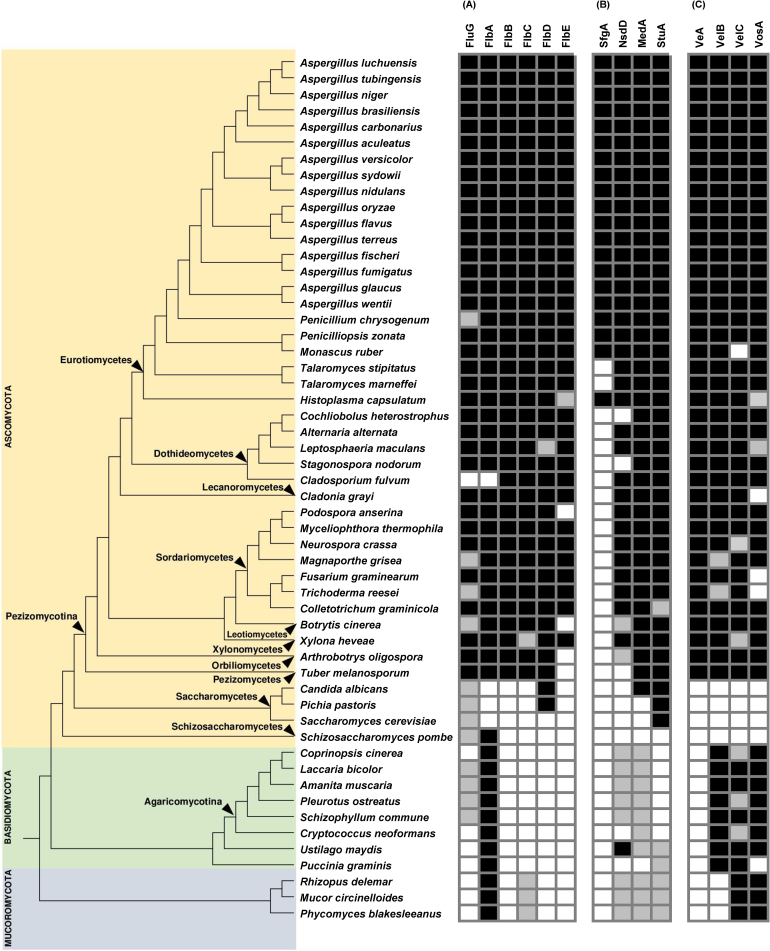 Evolution of asexual and sexual reproduction in the aspergilli