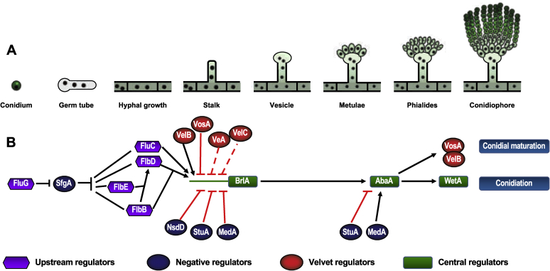 Evolution of asexual and sexual reproduction in the aspergilli