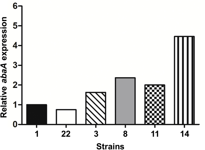 Evolution of asexual and sexual reproduction in the aspergilli