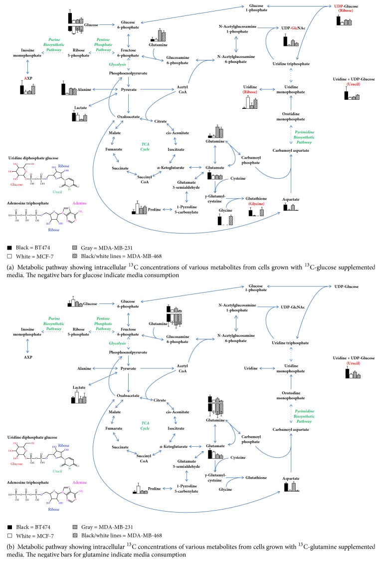 Stable Isotope-Resolved Metabolomic Differences between Hormone-Responsive and Triple-Negative Breast Cancer Cell Lines.