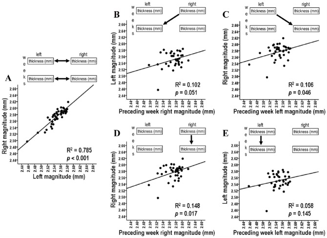 Relationships in Ongoing Structural Maintenances of the Two Cerebral Cortices of an Individual Brain.