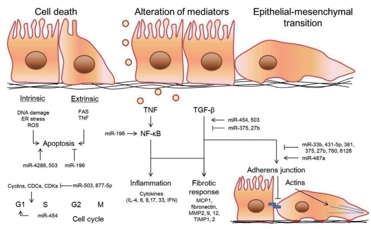 A review of current studies on cellular and molecular mechanisms underlying pulmonary fibrosis induced by chemicals.