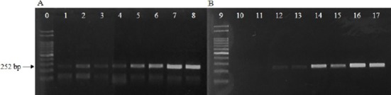 Rapid Detection of <i>Escherichia coli</i> in Fresh Foods Using a Combination of Enrichment and PCR Analysis.