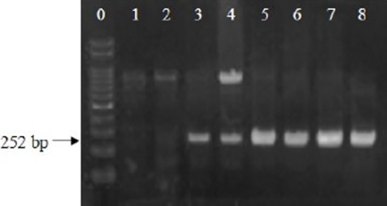 Rapid Detection of <i>Escherichia coli</i> in Fresh Foods Using a Combination of Enrichment and PCR Analysis.