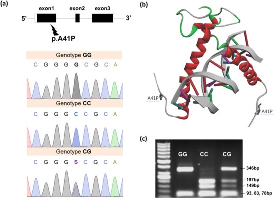 Effects of a Novel p.A41P Mutation in the Swine <i>Myogenic factor 5</i><i>(MYF5)</i> Gene on Protein Stabilizing, Muscle Fiber Characteristics and Meat Quality.