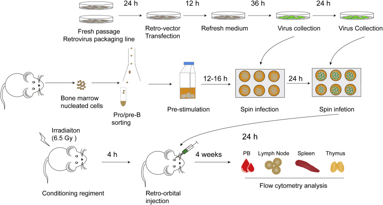 A protocol for generating induced T cells by reprogramming B cells in vivo