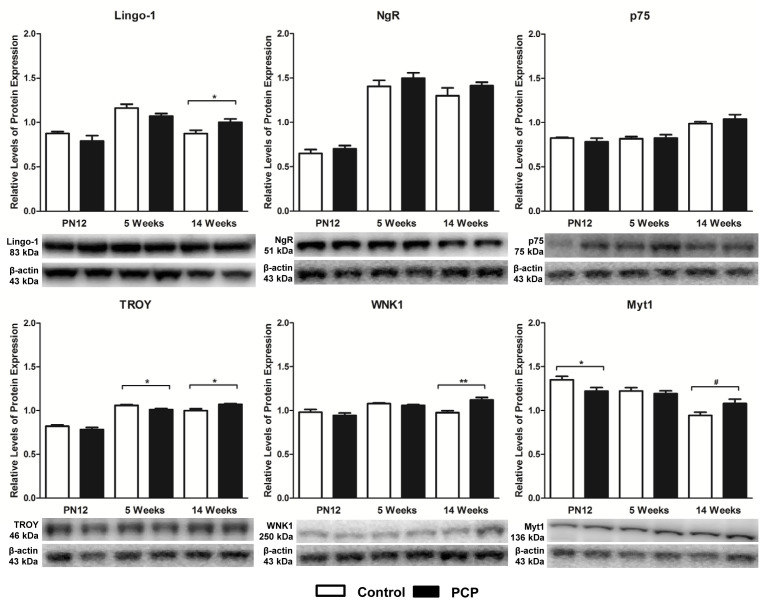 Perinatal administration of phencyclidine alters expression of Lingo-1 signaling pathway proteins in the prefrontal cortex of juvenile and adult rats.