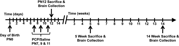 Perinatal administration of phencyclidine alters expression of Lingo-1 signaling pathway proteins in the prefrontal cortex of juvenile and adult rats.