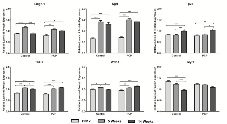 Perinatal administration of phencyclidine alters expression of Lingo-1 signaling pathway proteins in the prefrontal cortex of juvenile and adult rats.