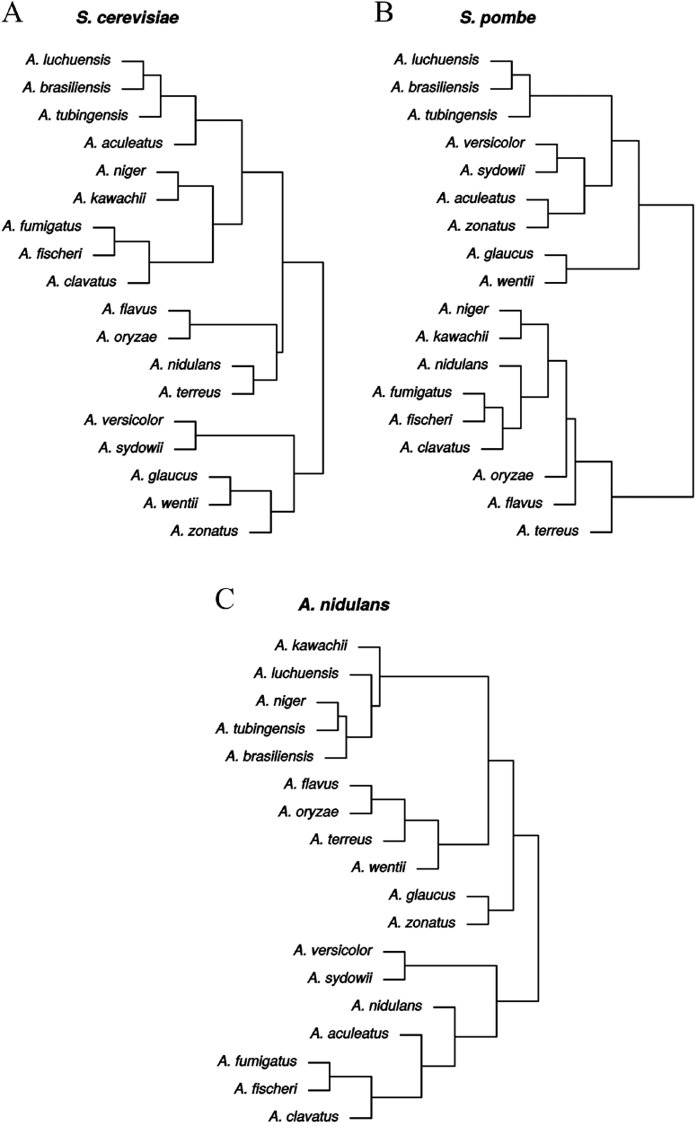 Duplications and losses of genes encoding known elements of the stress defence system of the Aspergilli contribute to the evolution of these filamentous fungi but do not directly influence their environmental stress tolerance