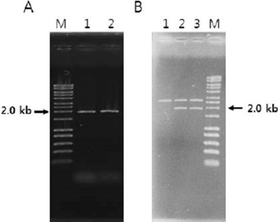 Construction of a Bioluminescent Labelling Plasmid Vector for Bifidobacteria.