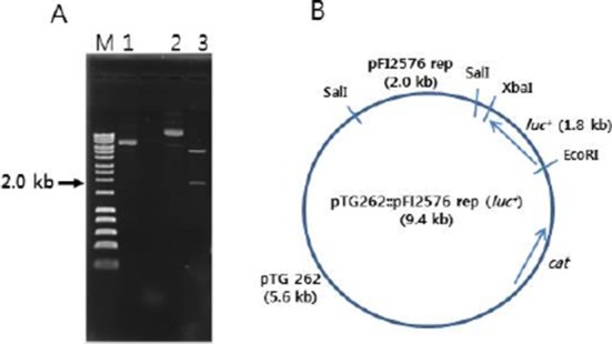 Construction of a Bioluminescent Labelling Plasmid Vector for Bifidobacteria.