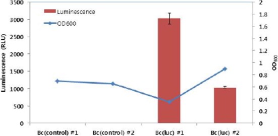 Construction of a Bioluminescent Labelling Plasmid Vector for Bifidobacteria.