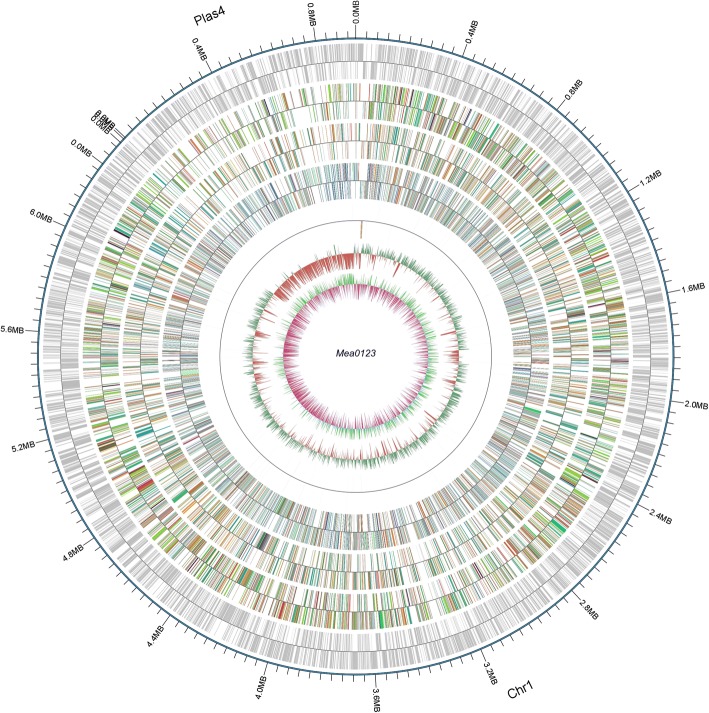 Complete genome sequence of the <i>Robinia pseudoacacia</i> L. symbiont <i>Mesorhizobium amorphae</i> CCNWGS0123.