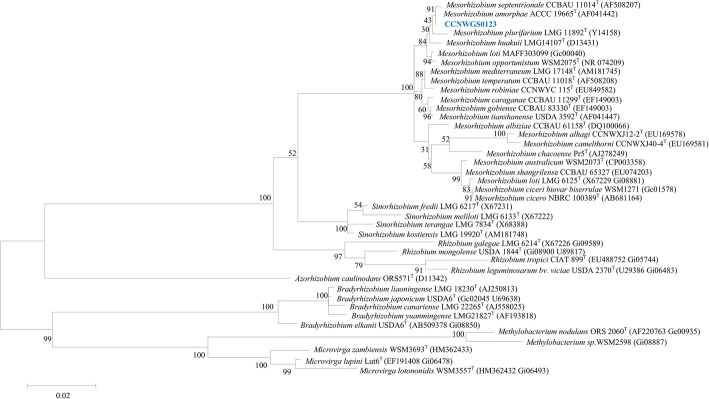 Complete genome sequence of the <i>Robinia pseudoacacia</i> L. symbiont <i>Mesorhizobium amorphae</i> CCNWGS0123.