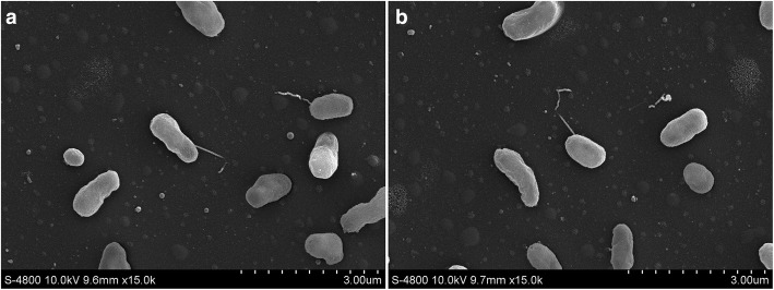 Complete genome sequence of the <i>Robinia pseudoacacia</i> L. symbiont <i>Mesorhizobium amorphae</i> CCNWGS0123.