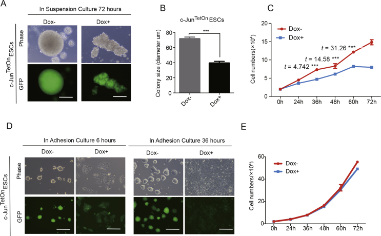 Mouse embryonic stem cells resist c-Jun induced differentiation when in suspension