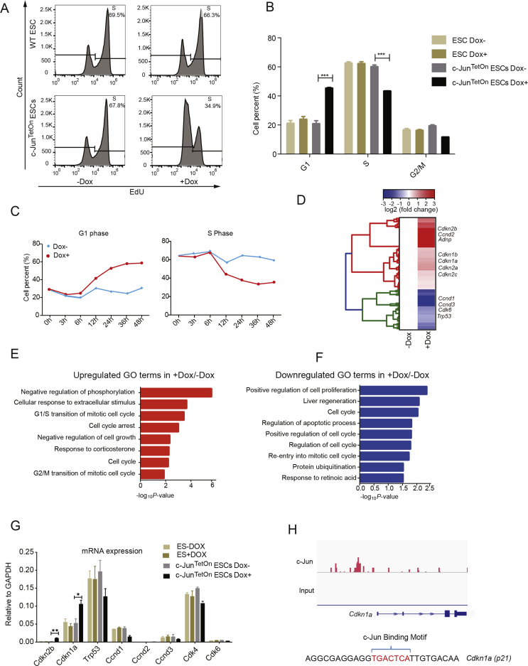 Mouse embryonic stem cells resist c-Jun induced differentiation when in suspension