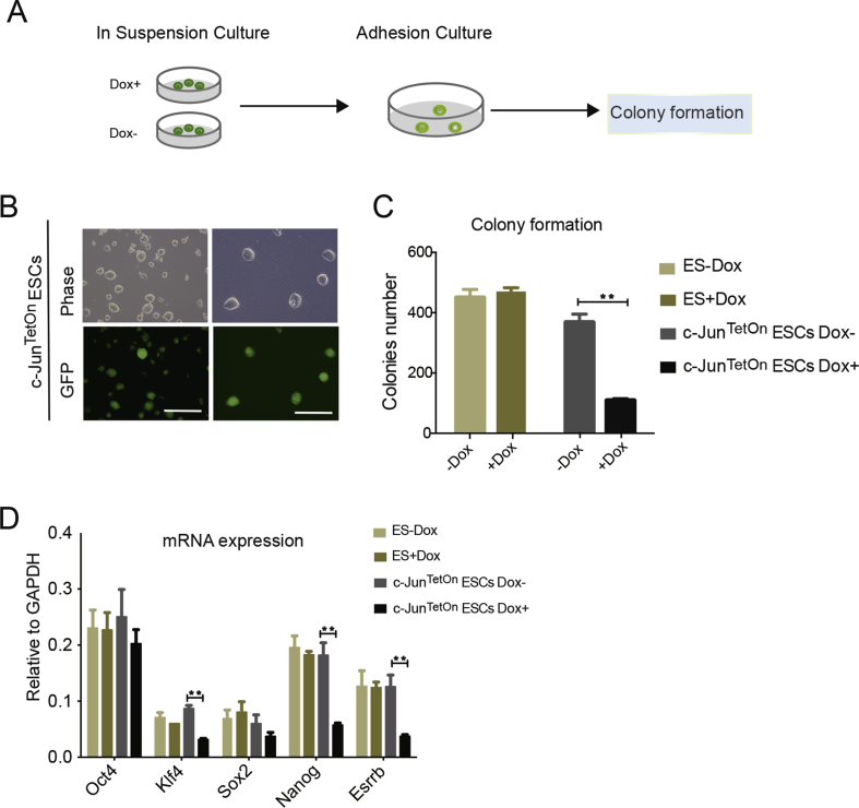 Mouse embryonic stem cells resist c-Jun induced differentiation when in suspension