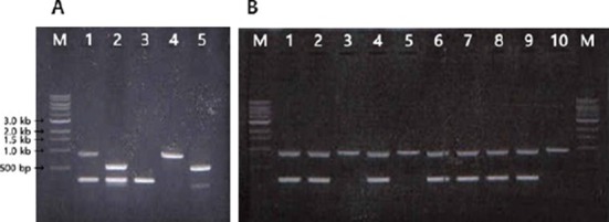 Development of a Rapid Method for the Screening of Conjugated Linoleic Acid (CLA)-Producing Strains of <i>Bifidobacterium breve</i>.