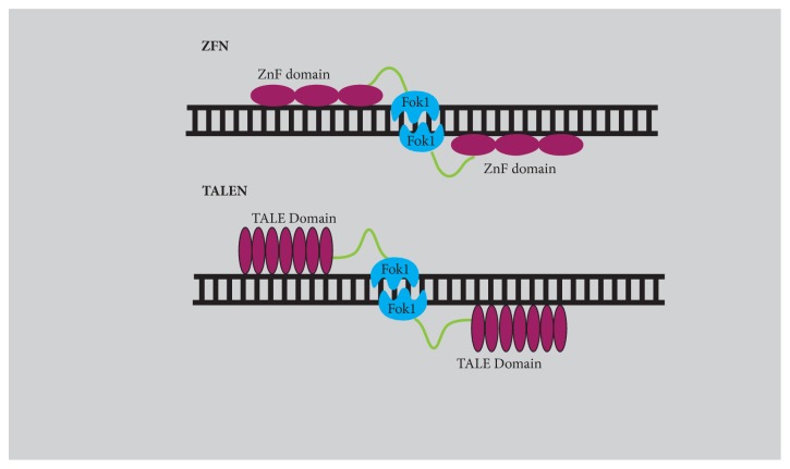 CRISPR/Cas9 System: A Bacterial Tailor for Genomic Engineering.