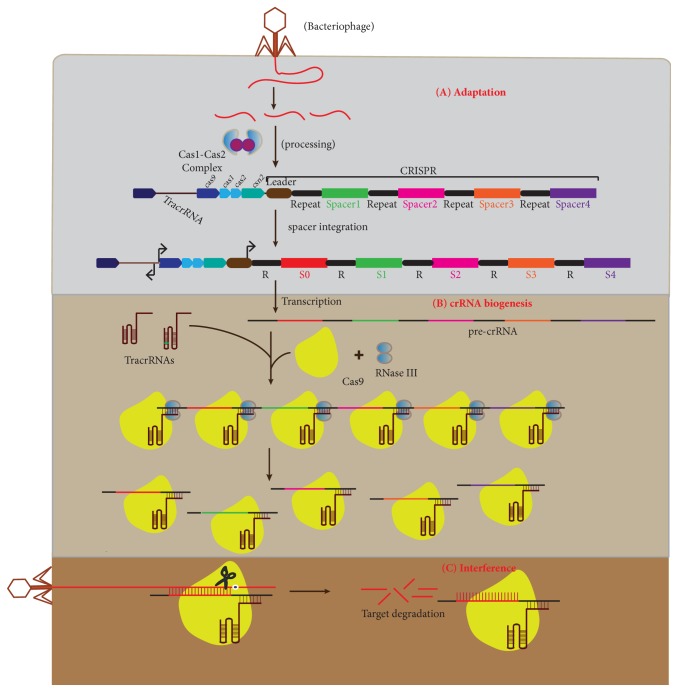 CRISPR/Cas9 System: A Bacterial Tailor for Genomic Engineering.