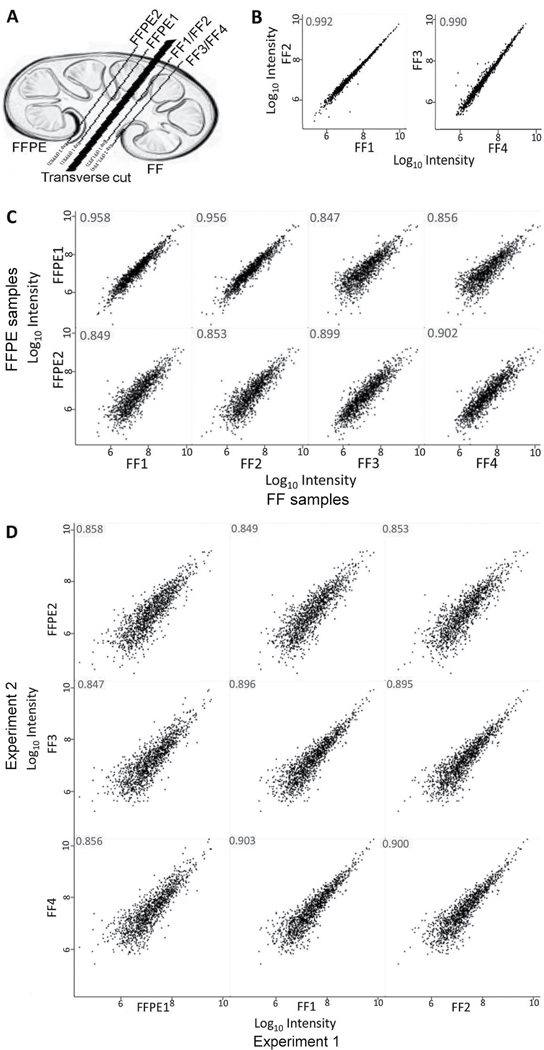 Quantitative Proteomics Using Formalin-fixed, Paraffin-embedded Biopsy Tissues in Inflammatory Disease.