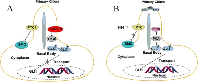 Sonic hedgehog signaling in epithelial tissue development.