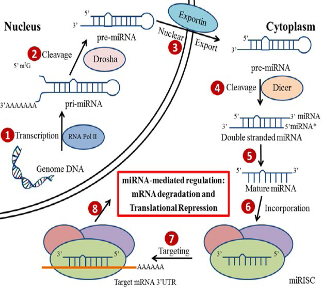 The Profiling and Role of miRNAs in Diabetes Mellitus.