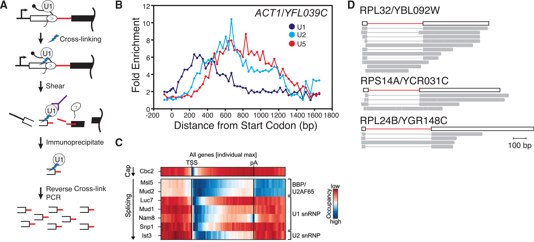 Pre-mRNA Splicing in the Nuclear Landscape.