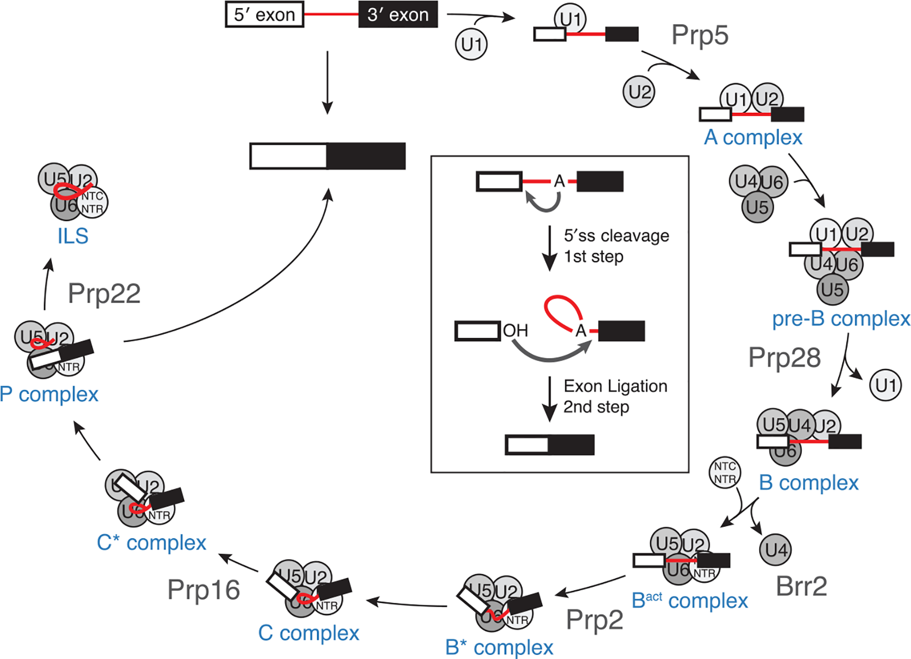 Pre-mRNA Splicing in the Nuclear Landscape.